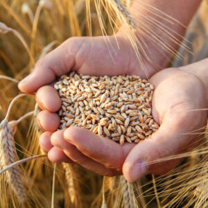 Wheat Malt