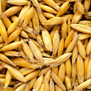 Golden Naked Oats